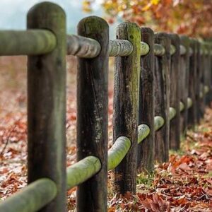 wp_dummy_content_generator_11